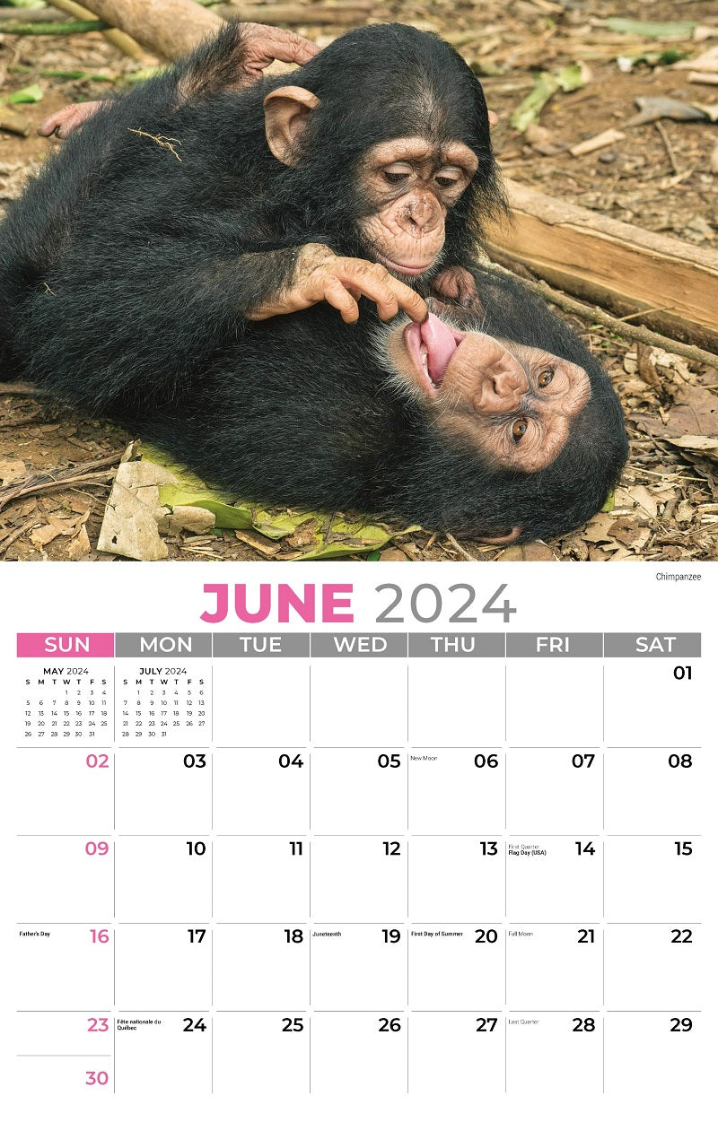 International Wildlife Wall Calendar
